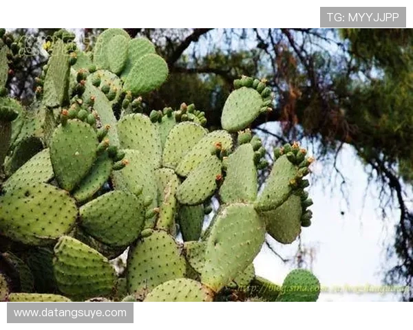 以仙人掌之国主场为核心打造沙漠激情与荣耀的竞技盛宴新纪元篇章